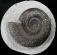 Very Nice Dactylioceras Ammonite In Concretion #23239-2